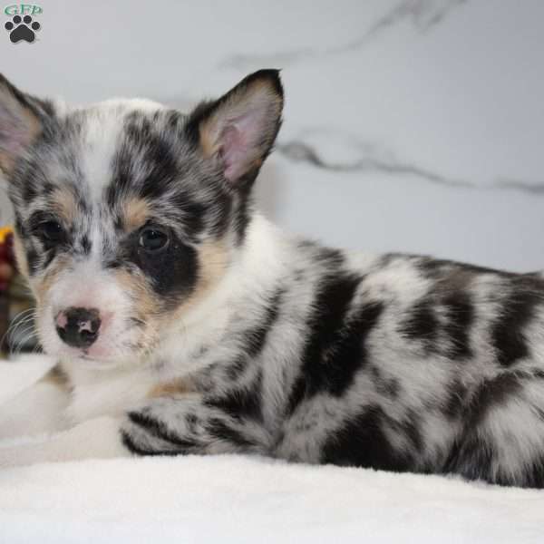 Ben, Pembroke Welsh Corgi Puppy